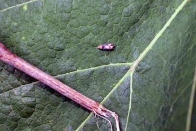 Grape Berry Moth – A Serious Pest of Table Grapes in Pennsylvania